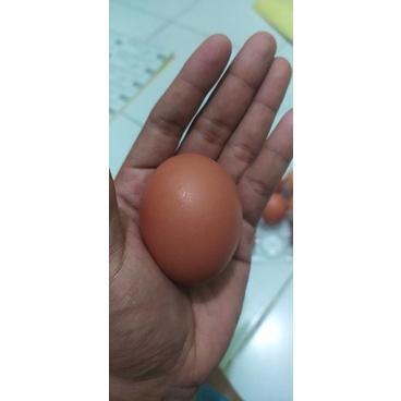 

TELUR