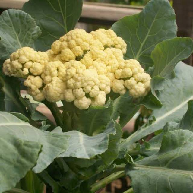 30 biji benih bunga kol kembang kol dataran rendah