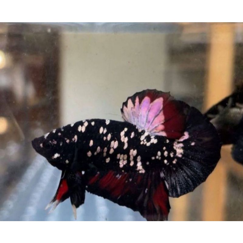 AVATAR COOPER GOLD (MALE)