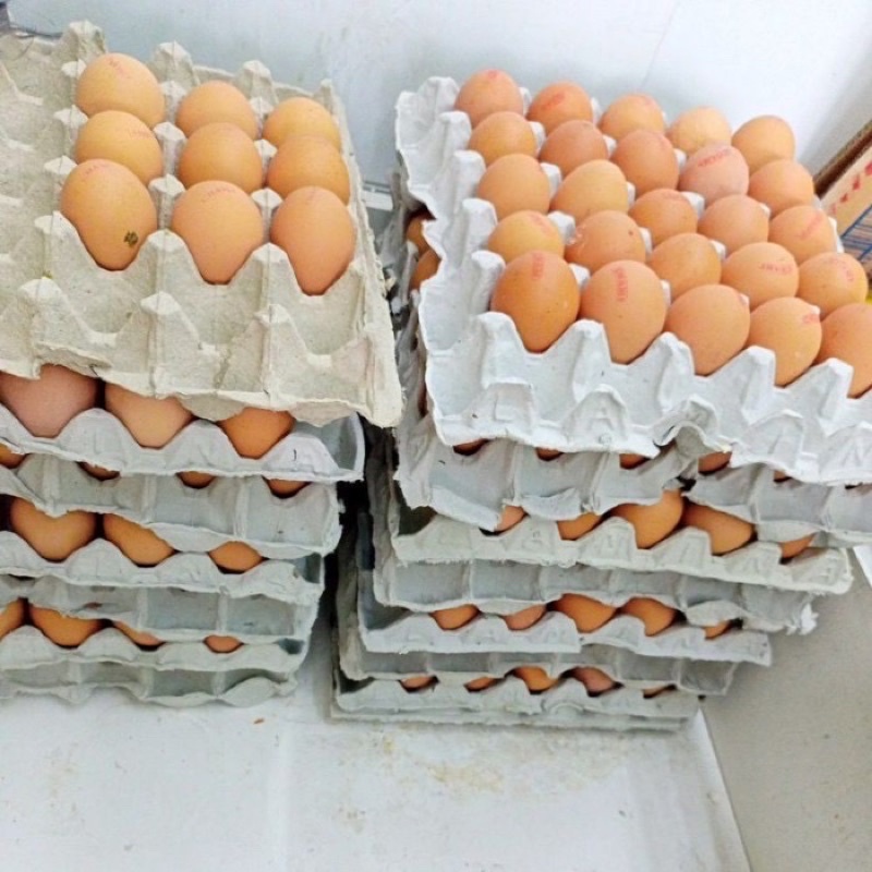 

Telur omega / telur omega 1 tray
