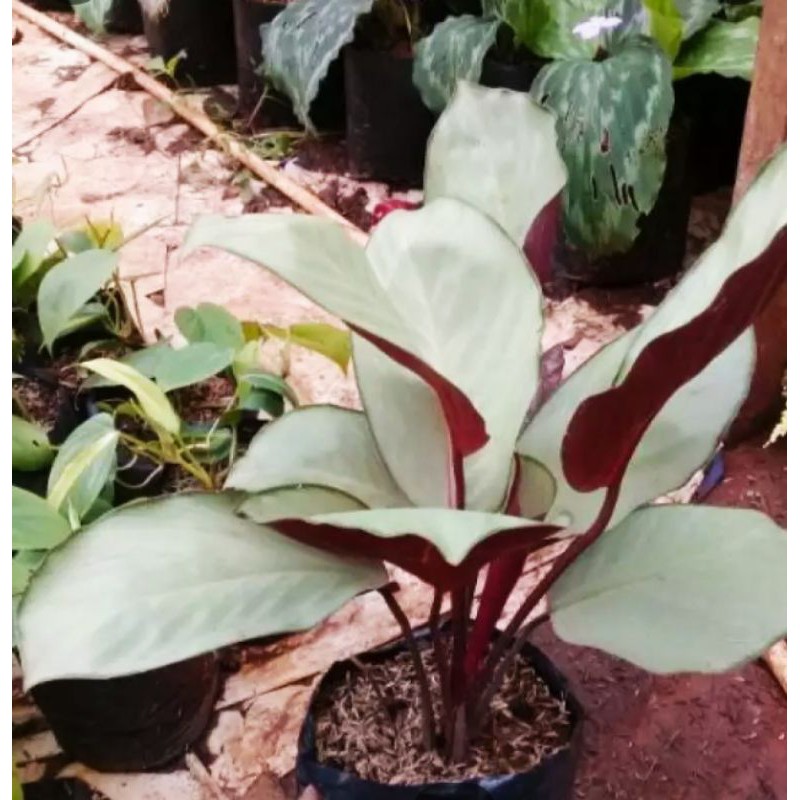 tanaman hias calatea silver/tanaman hias calatea silver