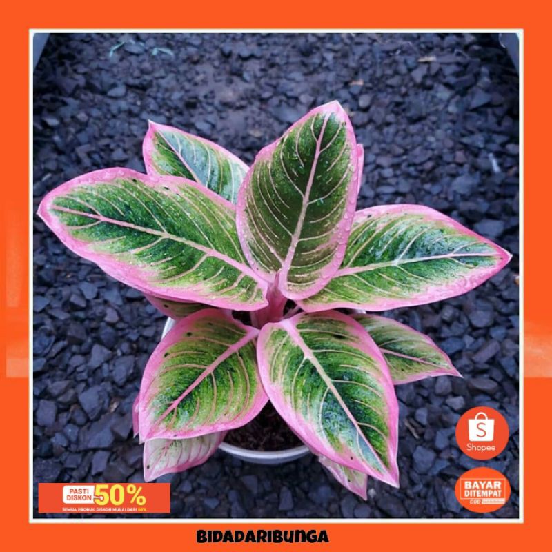 aglonema bonggol lotus