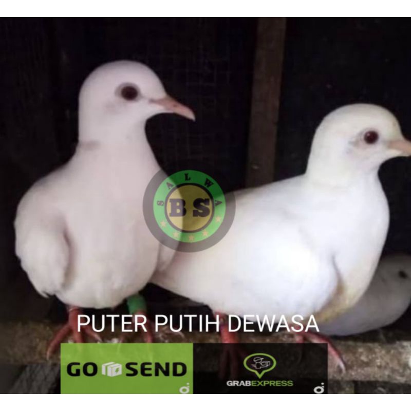 PUTER PUTIH ALBINO DEWASA