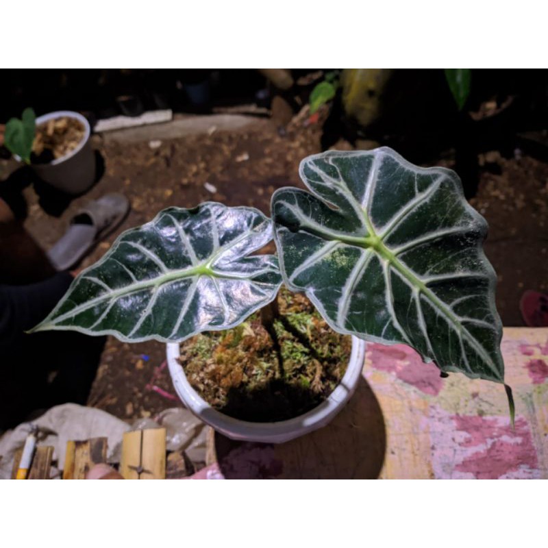 Alokasia / Keladi Parasol / Tanaman Hias Alokasia