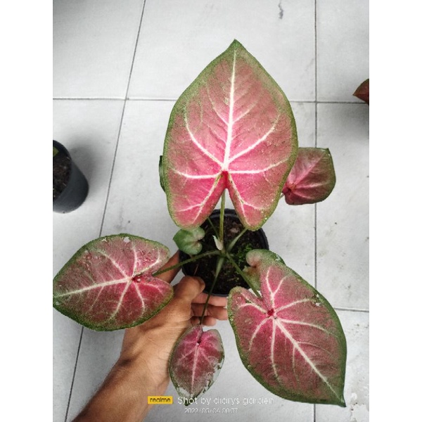 caladium srilampon atau caladium H41