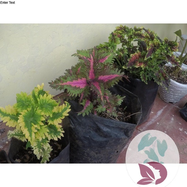 Miana / Jawer Kotok (Coleus scutellarioides)