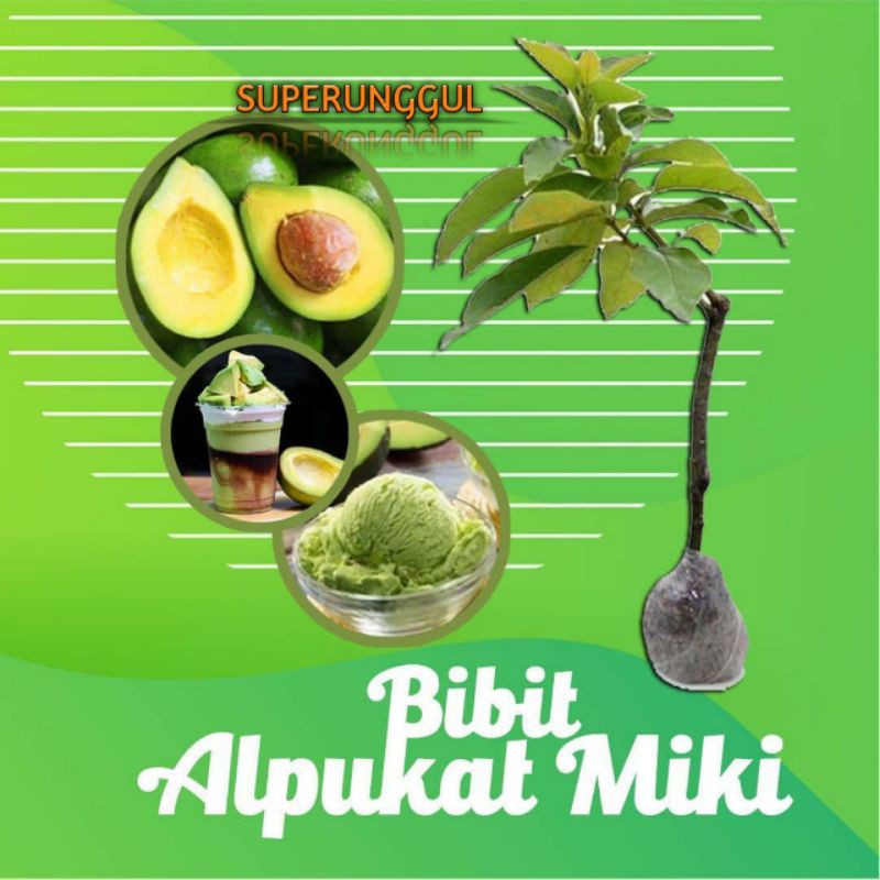 Bibit Alpukat Miki Terlaris