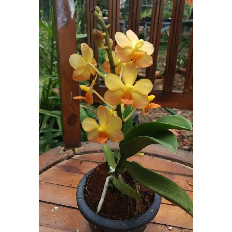 anggrek doritis yellow hybrid dewasa