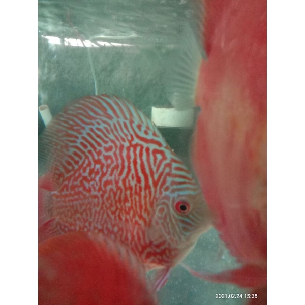 Discus mozaik terquis