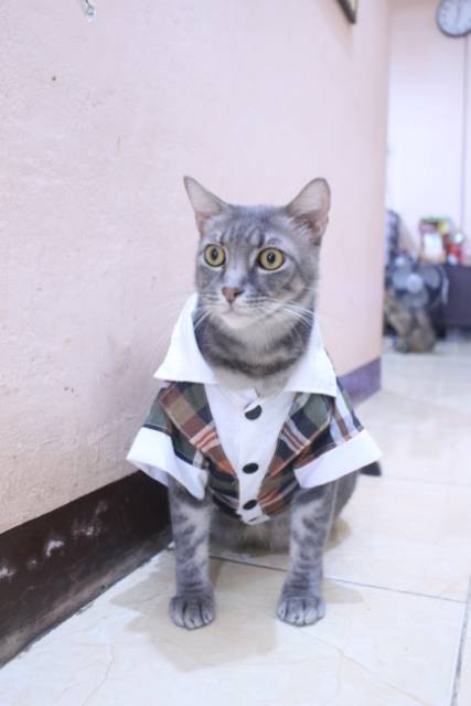 Tuxedo tanpa dasi motif kotak-kotak coklat lucu untuk kucing &amp; anjing / baju kucing murah size S-XL