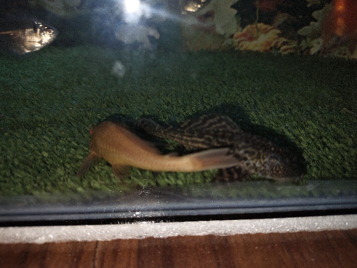 Ikan Pembersih Sapu Sapu Hitam Aquascape