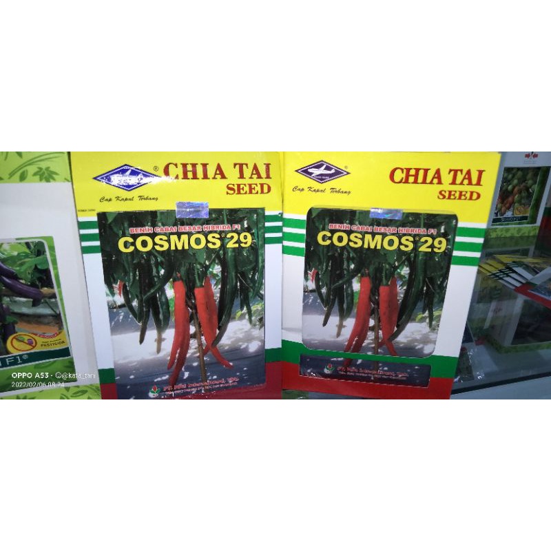Benih Cabe Besar COSMOS 29 Cabai Besar Hibrida F1 10gram