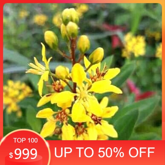 tanaman hias hujan emas - pohon bunga - hujan emas