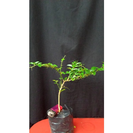 bibit bonsai jeruk kinkit