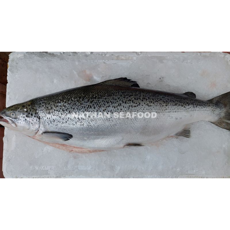 

Salmon Tasmania Fresh 4kg/4.5kg - Whole 1 Ekor