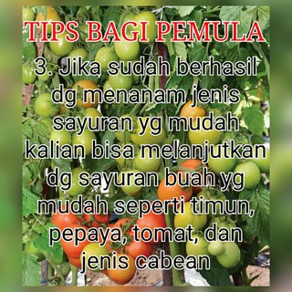 TERMURAH Benih Bibit Sayuran Kangkung Terong Ungu Terong