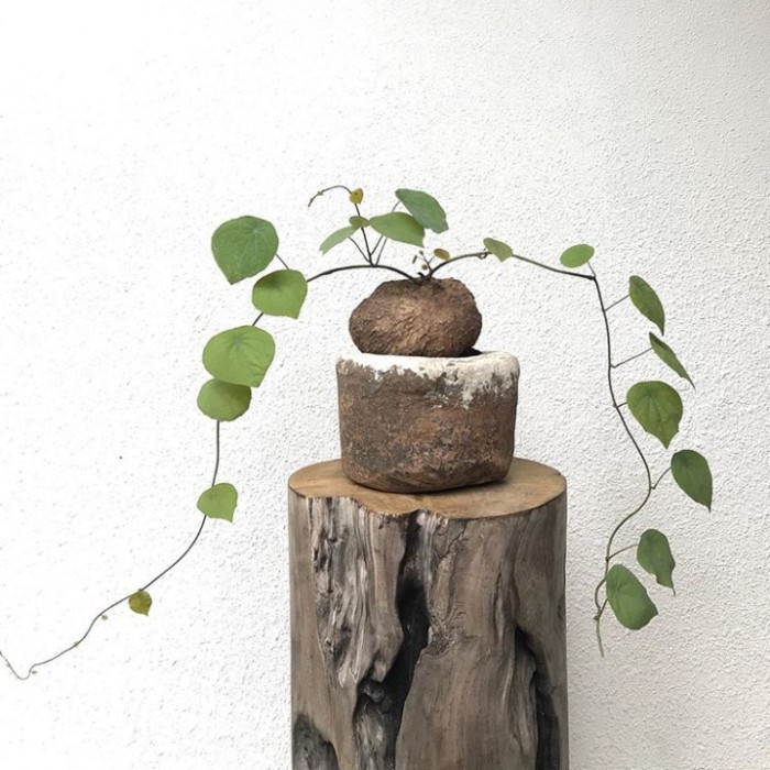 umbi tanaman stephania venosa 3kg