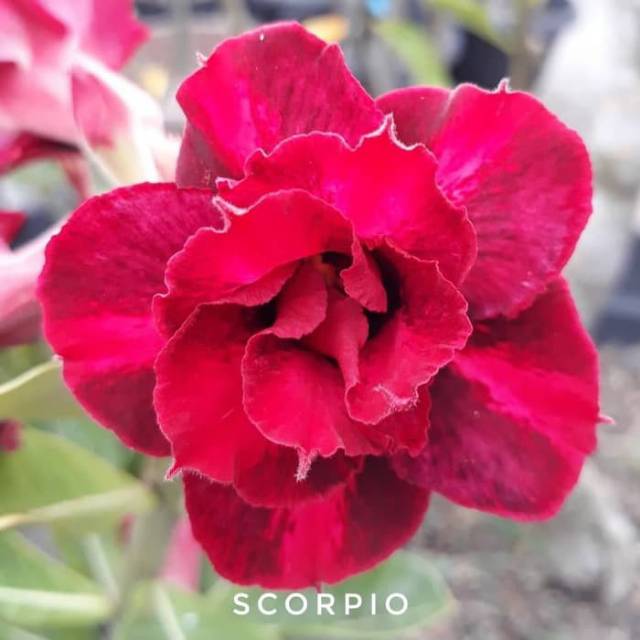 

Adenium - Bibit Kamboja Ademium red scorpio