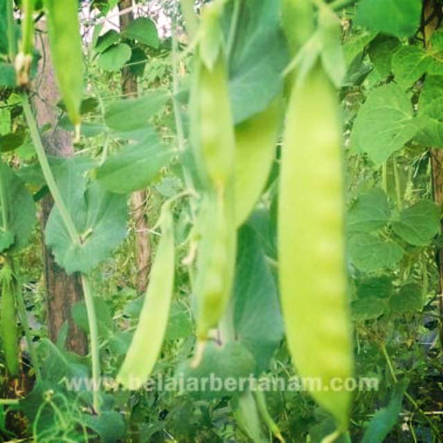 

kapri manis/kapri sayur 500 gram