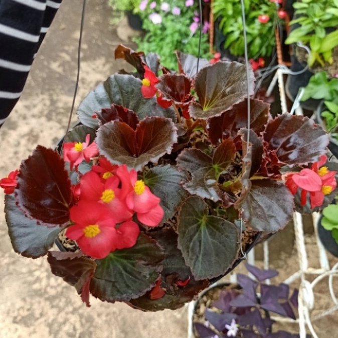 tanaman begonia 2 jenis