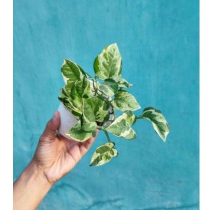 tanaman hias sri gading enjoy