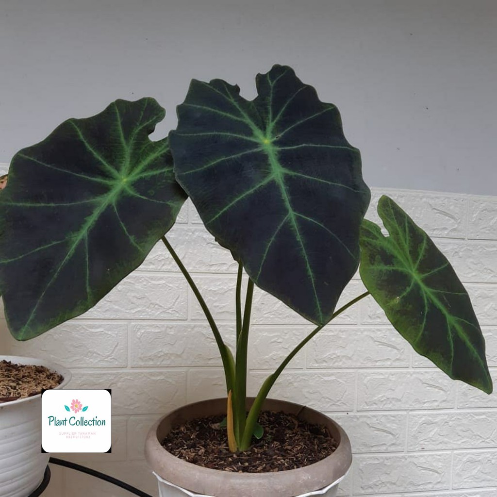 TANAMAN HIAS COLOCASIA ILUSTRIS