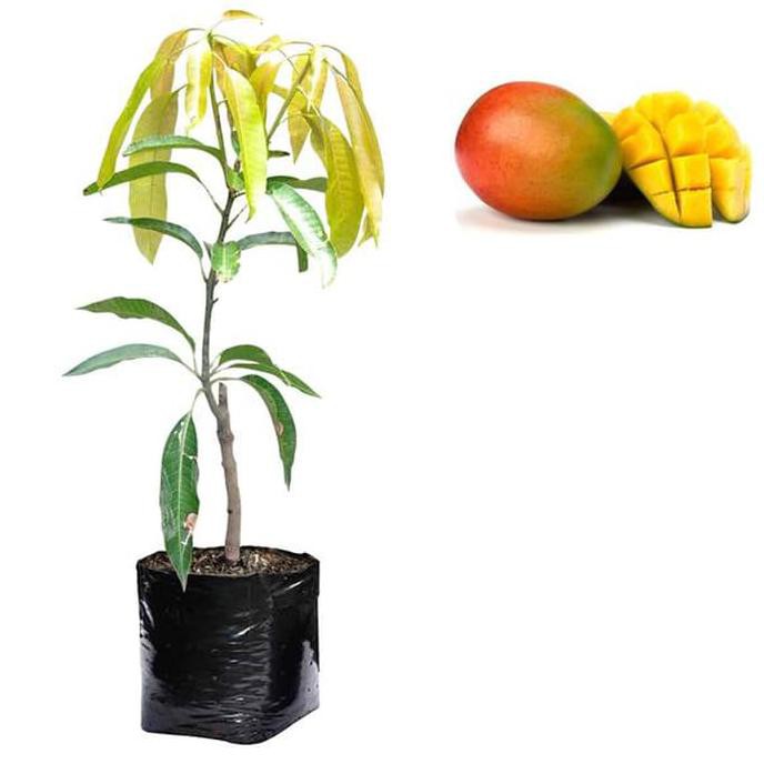n4wf Bibit Buah Mangga Indramayu - Tinggi 60cm i2r