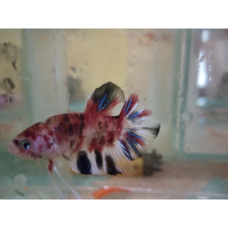 PROMO ANAKAN IKAN CUPANG CELLO Line KOI , MUTLTI , NEMO