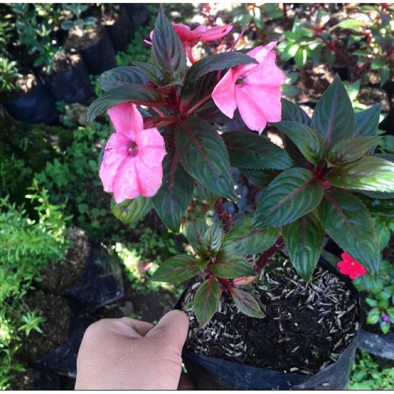 tanaman hias pacar air impatien pink