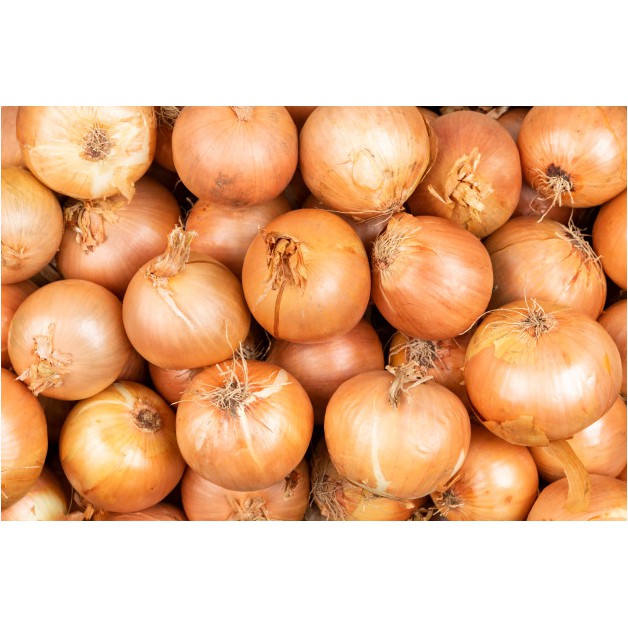 

BAWANG BOMBAY BOMBAI SEGAR / FRESH ONION PENYEDAP RASA MAKANAN - BBQ - GRILL HARGA PER PCS