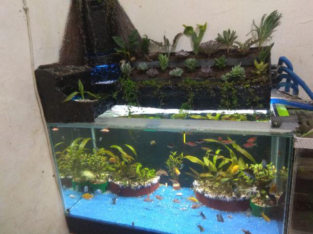Paket Hemat Tanaman Hias Sukulen Kaktus Isi 5pcs Bisa Indoor Outdoor