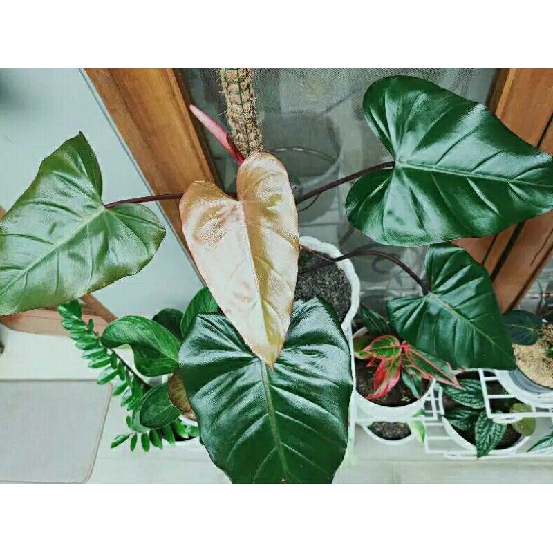 Tanaman Hias Philodendron Red Cardinal sehat Termurah di shopee