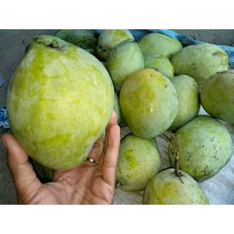 

Mangga Cengkir Khas Indramayu 1kg