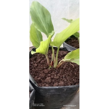 BIBIT KUNYIT HITAM (KAEMPFERIA PARVIFLORA)