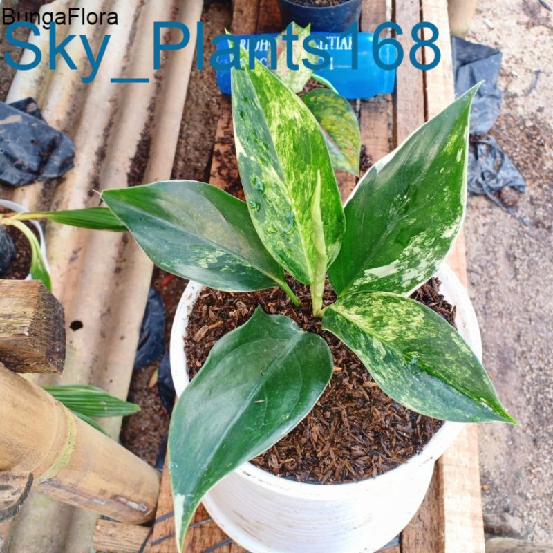 Anakan Aglonema SIAM JADE