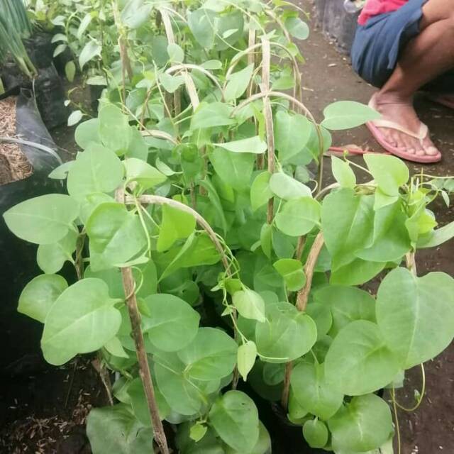 Tanaman herbal binahong hijau - pohon binahong