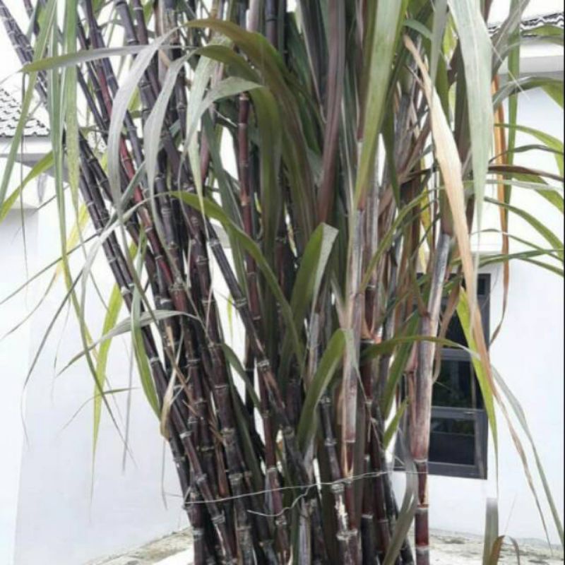 Bibit Batang Tebu hitam Bibit Tebu herbal/tebu Wulung
