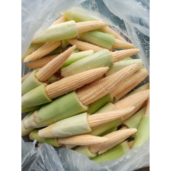 

Janten kuning / jagung muda kuning manis