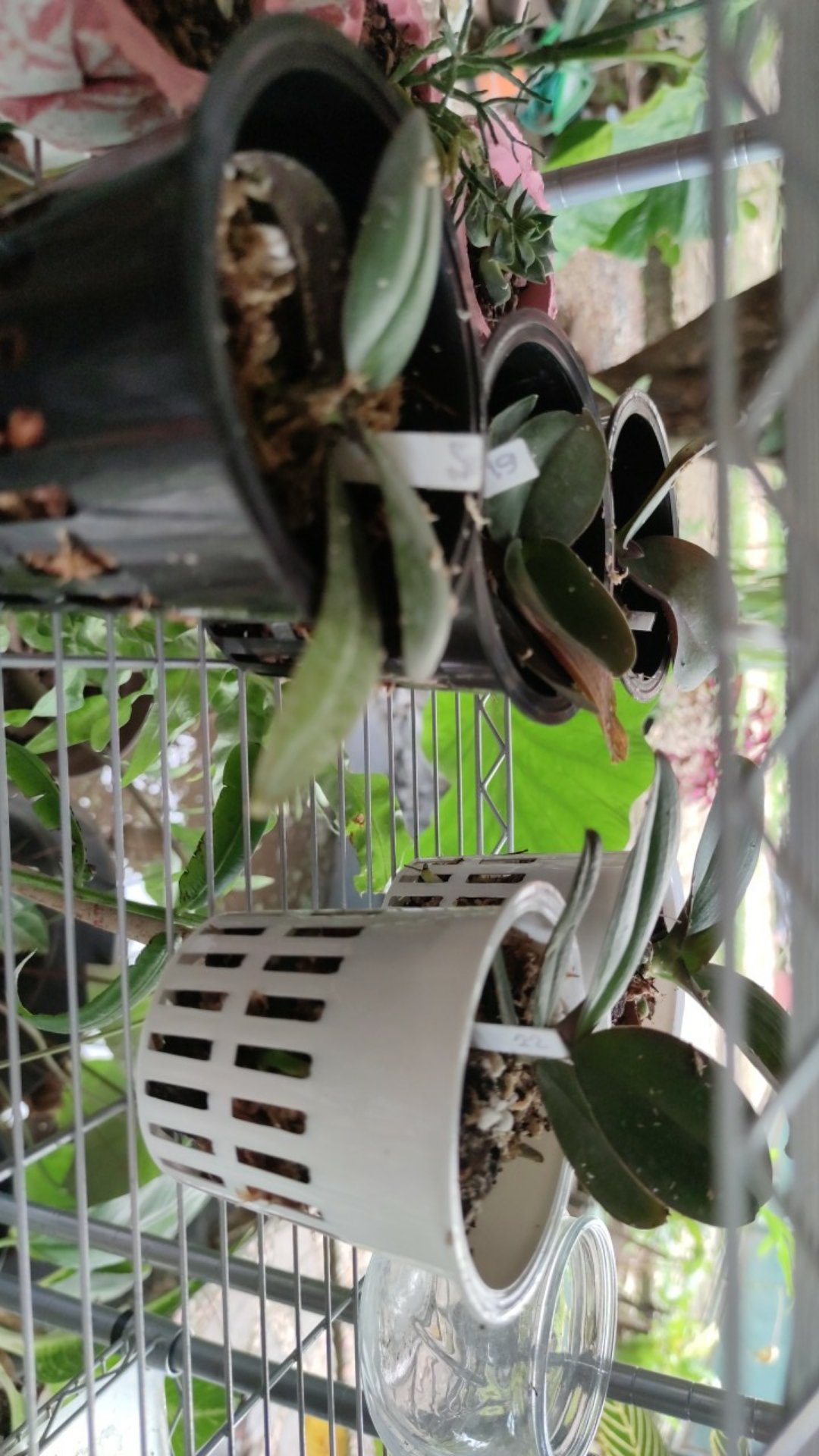 Netpot Hidroponik Merah 10cm / Net Pot Hidroponik Hitam 10cm / Netpot 10cm / Netpot Murah / Netpot