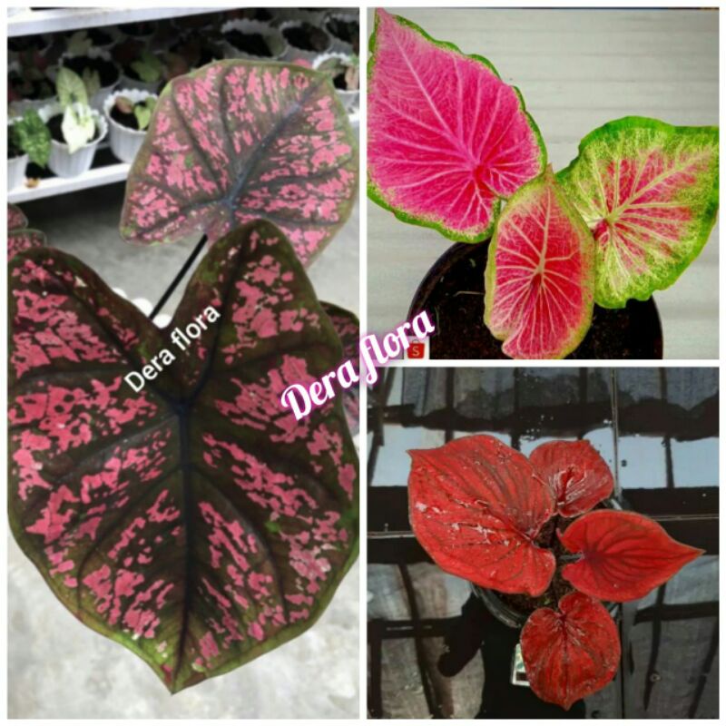 tanaman hias umbi caladium thailand keladi hias