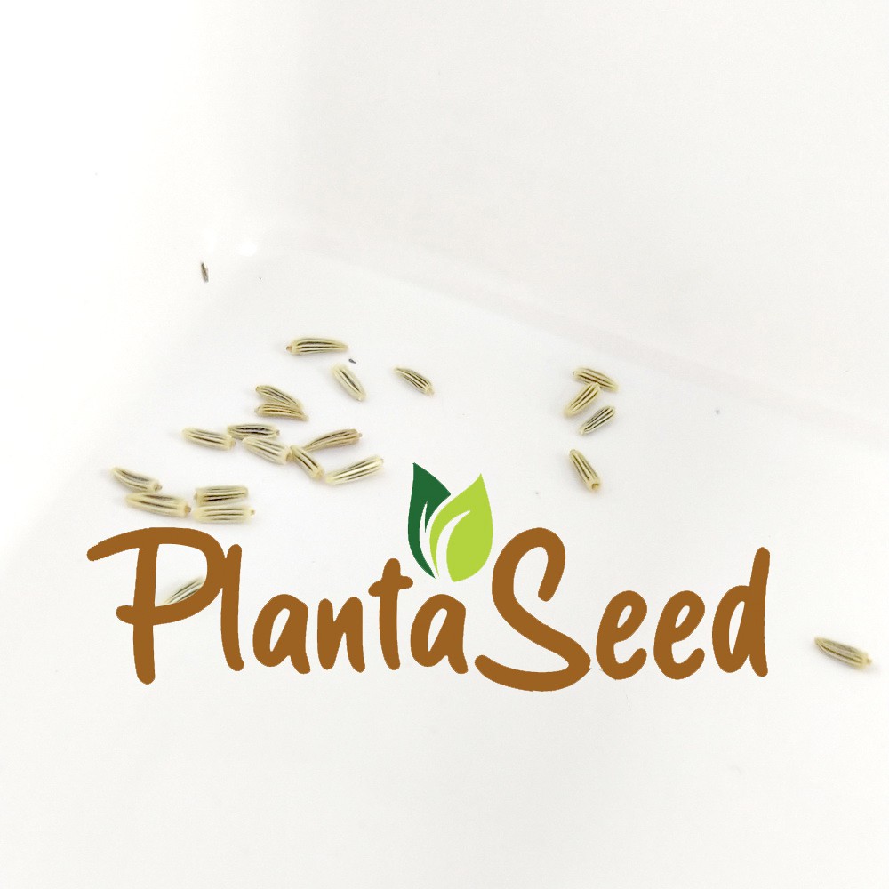 PlantaSeed - 15 Seeds - Alaska Shasta Daisy Biji Bunga - PAS0193