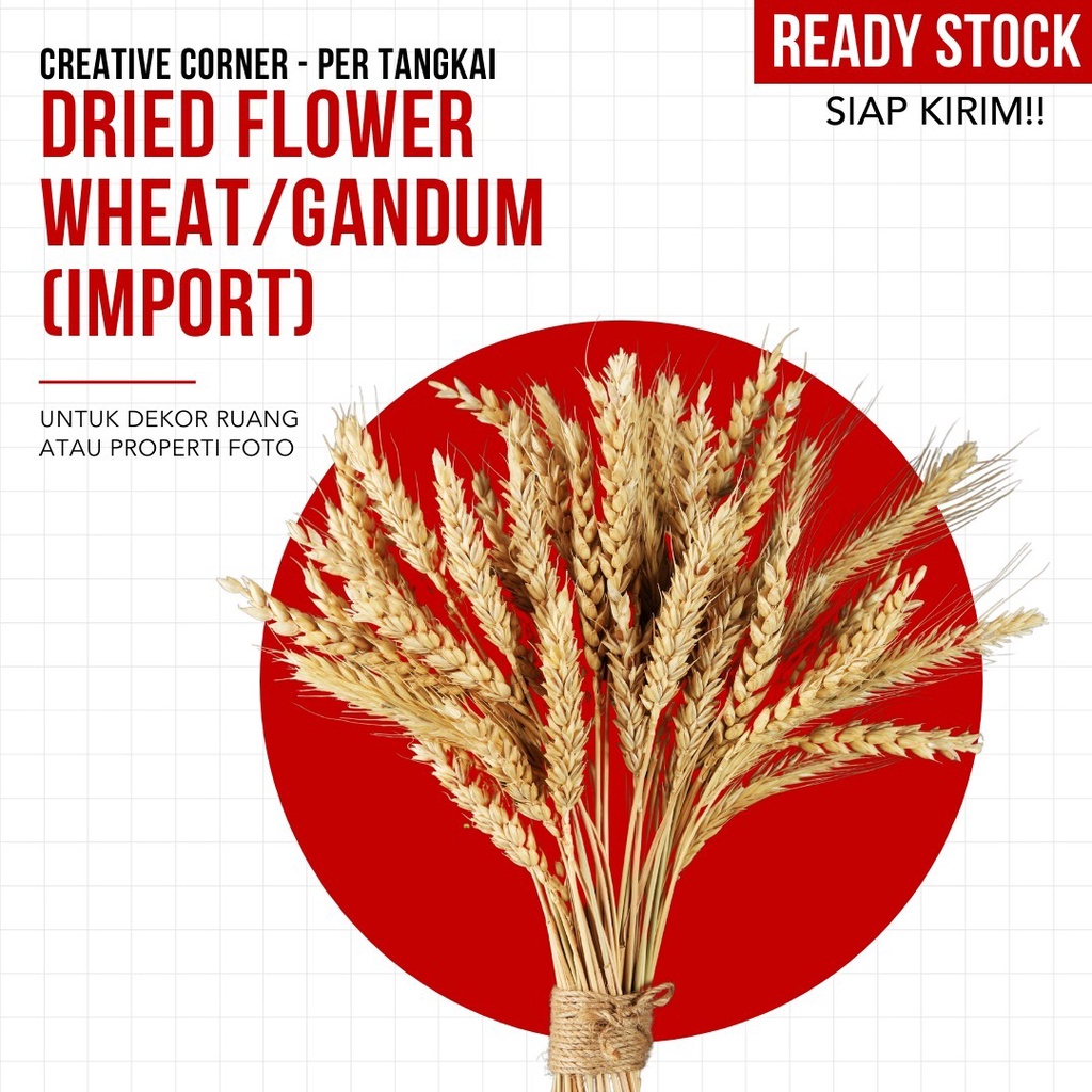 (TERMURAH) Dried Flower Wheat /Gandum (Import)