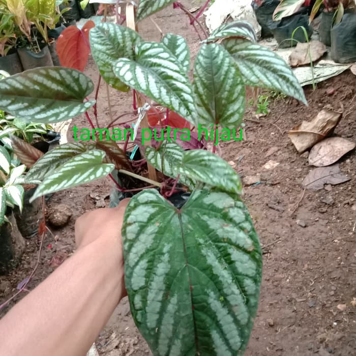 pohon sirih keraton - sirih/tanaman hidup sirih keraton