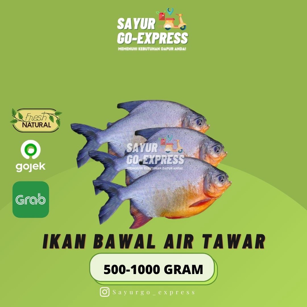 

Ikan Bawal Air Tawar 500 - 1000 gram