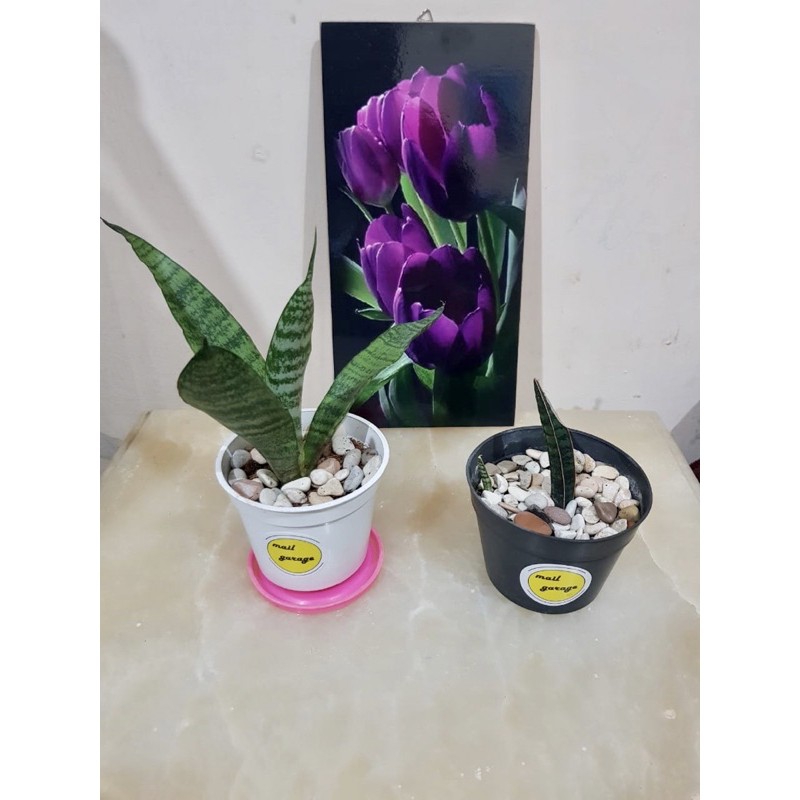 Batu Tanaman Hias Pot bunga hiasan batu warna warni pancawarna