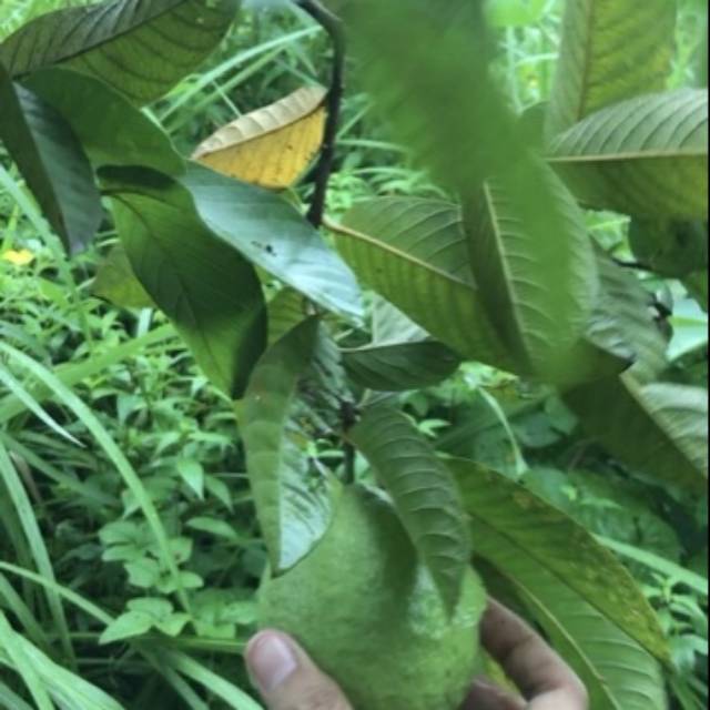 

Daun Jambu Biji Dipetik Langsung Dari Kebun. Ready stock