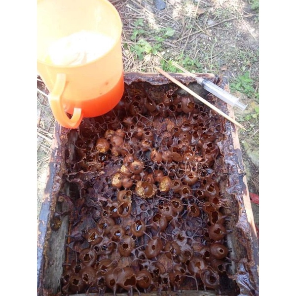 

Madu Kelulut/Trigona/Klanceng