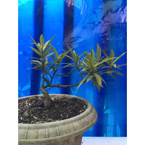 bibit / bahan bonsai beringin / ficus california