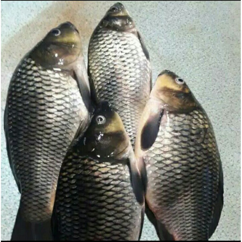 

Puri Segar Shop, Ikan Mas 500 Gram (ORDERAN PAGI HARI)