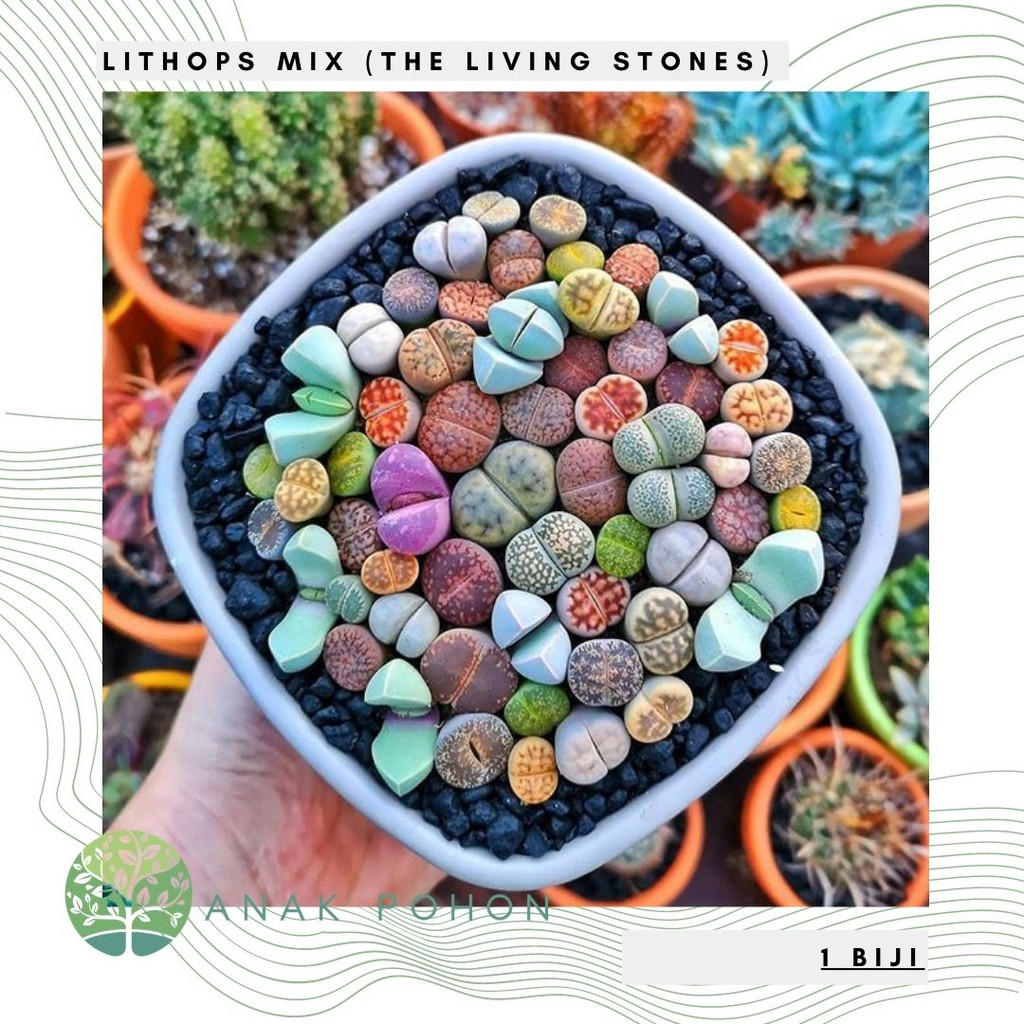 Benih Bibit Biji - Lithops Mix 'Si Batu Hidup' The Living Stone Sukulen Seeds - IMPORT